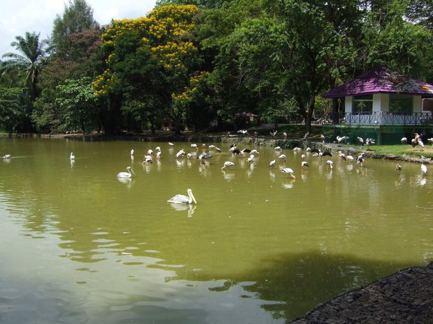 Озеро в зоопарке