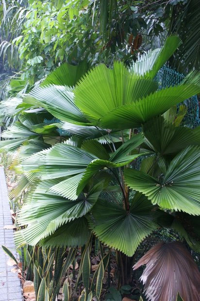 Мангровая веерная пальма (Licuala spinosa)