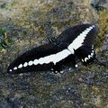 Парусник Papilio demolion