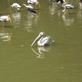 Птицы в озере