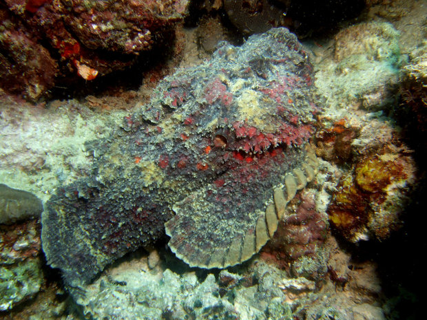 Бородавчатка или рыба-камень (Synanceia verrucosa)