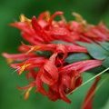Якобиния ярко-красная (Jacobinia coccinea)
