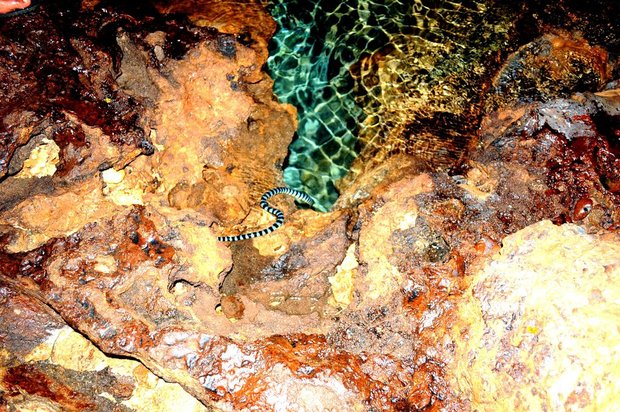 Морская змея в пещере Bat Cave, Боракай