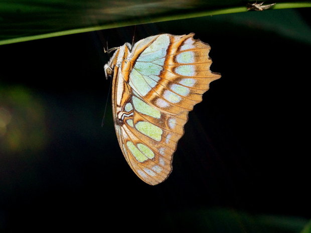 Спящая бабочка