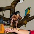 Парк птиц в Куала-Лумпуре