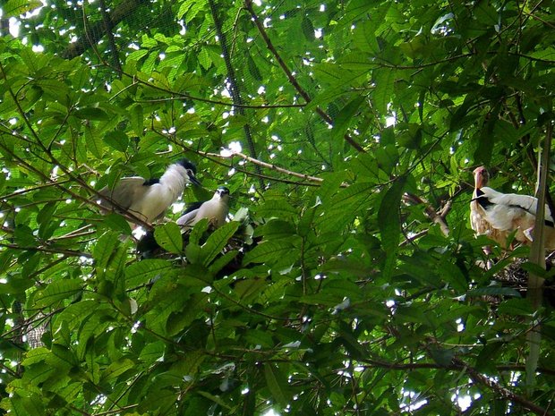 Птичьи гнезда на дереве