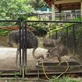 Вольер со страусами