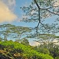 Сейшельские острова, остров Маэ, Восхождение на Морн Бланк