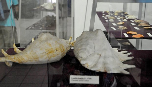 Сейшельские острова, Виктория, Natural history museum