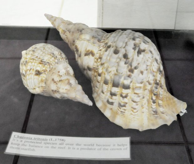 Сейшельские острова, Виктория, Natural history museum