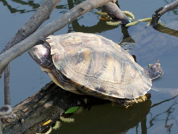 Красноухие черепахи живут в пруду