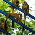 Беличьи обезьянки в Коста Рике
