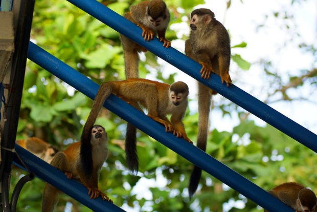 Беличьи обезьянки в Коста Рике