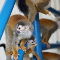 Cерокоронная беличья обезьянка (Grey-crowned Central American squirrel monkey / Saimiri oerstedii citrinellus)