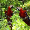 Попугаи Ара-Макао в природе