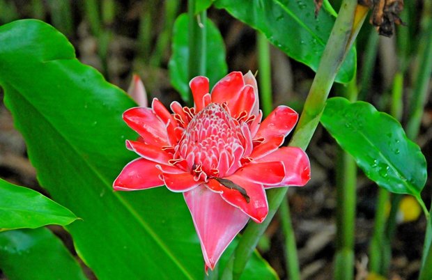 Сейшельские острова, Остров Маэ, Виктория, Ботанический сад Mont-Fleuri Botanical Gardens 