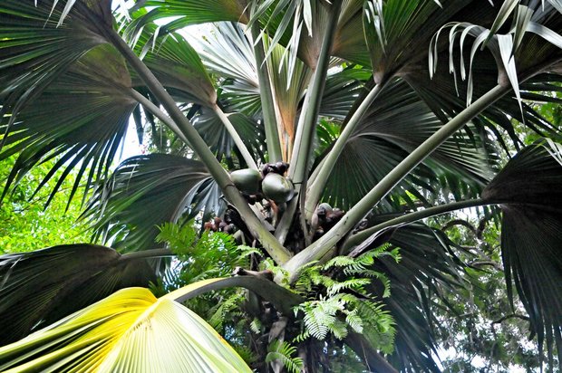 Сейшельские острова, Остров Маэ, Виктория, Ботанический сад Mont-Fleuri Botanical Gardens 