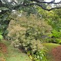 Сейшельские острова, Остров Маэ, Виктория, Ботанический сад Mont-Fleuri Botanical Gardens