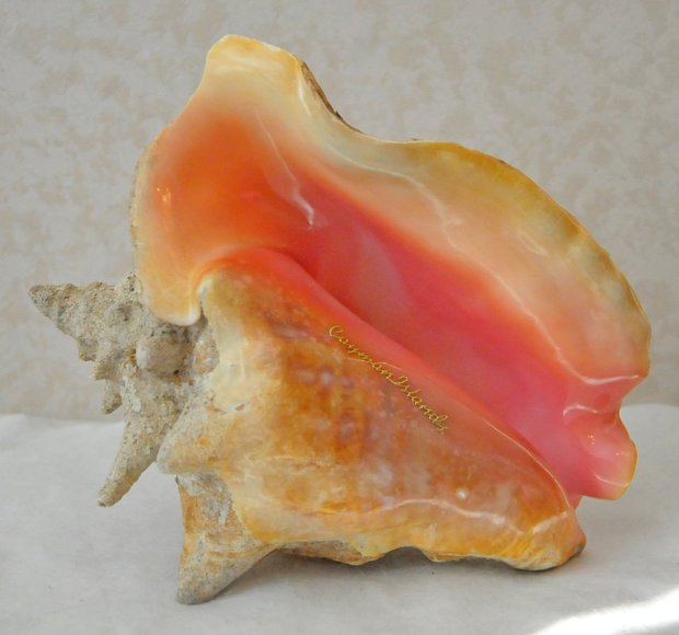 Ракушка Конк (Conch),  Каймановы острова