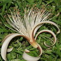 Пахира Кината (Bombacopsis quinata)