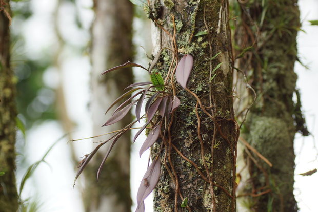 Орхидея на дереве