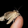 Бабочка на пальце (Совка печеночная / Polia hepatica)
