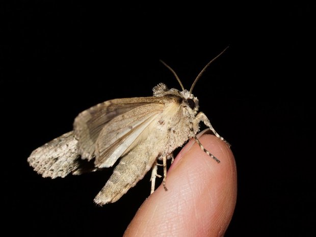 Бабочка на пальце (Совка печеночная / Polia hepatica)