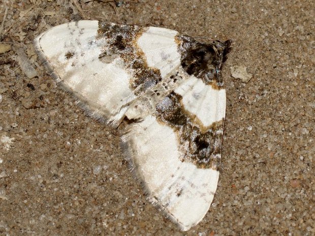 Ночная бабочка Пяденица глазчатая / Ларенция подмаренниковая (Cosmorhoe ocellata)