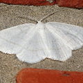 Ночная бабочка Пяденица бледная или березовая белая (Cabera pusaria)