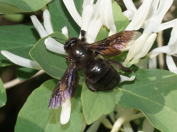 Пчела́-пло́тник (Xylocopa valga)