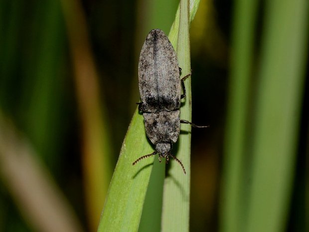Серый щелкун, или рябоватый щелкун (Agrypnus murinus)