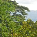 Ямайка, Монтего Бей, Отель El Greco, Флора и фауна 