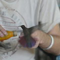 Ямайка, Rocklands Bird Feeding Station