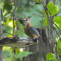 Ямайка, Rocklands Bird Feeding Station_Jamaican Woodpecker (Melanerpes radiolatus)