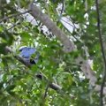 Ямайка, Rocklands Bird Feeding Station_Patagioenas leucocephala_Белый коронованный голубь