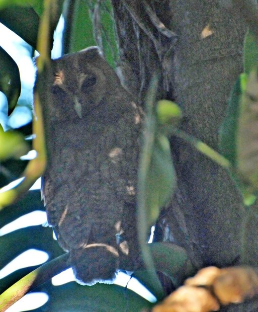 Ямайка, Rocklands Bird Feeding Station_Jamaican Owl (Pseudoscops grammicus)