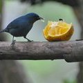 Ямайка, Rocklands Bird Feeding Station 