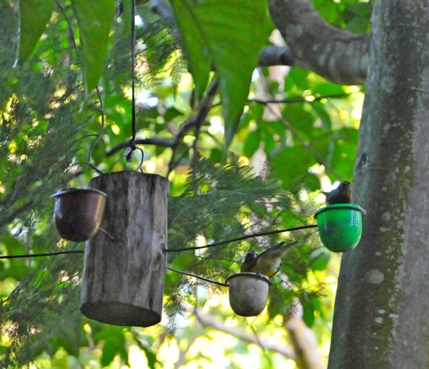 Ямайка, Rocklands Bird Feeding Station