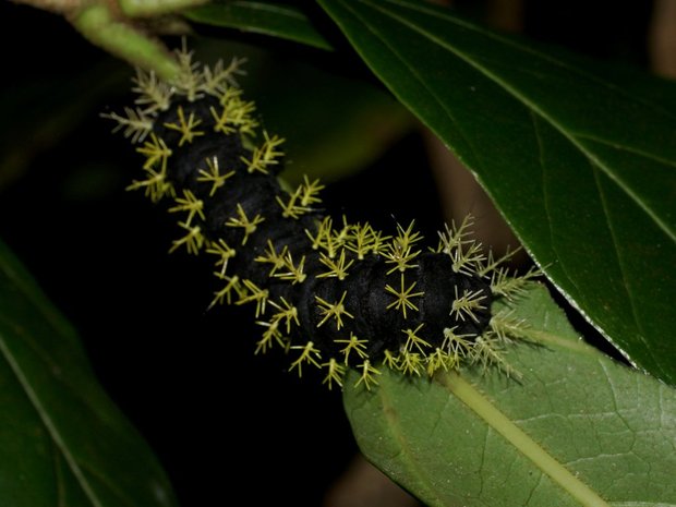 Гусеница павлиноглазки Leucanella hosmera