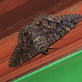 Ночная бабочка Мраморная ведьма (Letis orcynia)