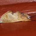 Ночная бабочка Hemiceras sp.