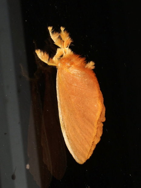 Ночная бабочка Acraga infusa