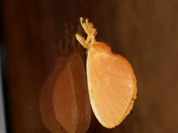 Ночная бабочка Acraga infusa