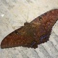 Ночная бабочка Черная ведьма (Ascalapha odorata), самец