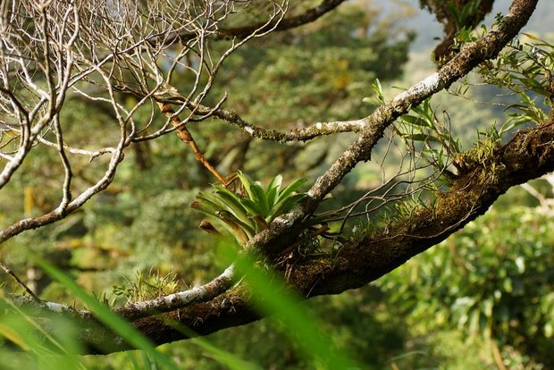 Орхидеи и бромелии на ветке дерева