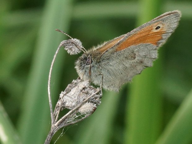Грустная бабочка Воловий глаз (Maniola jurtina), Satyrinae