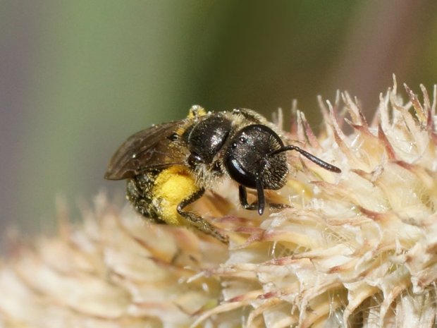 Крошечная пчелка