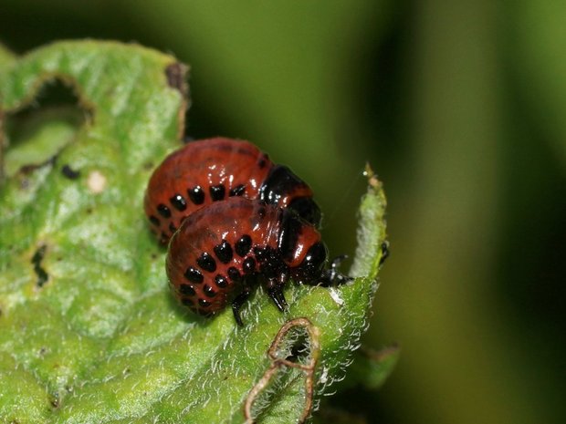 Личинки колорадского жука