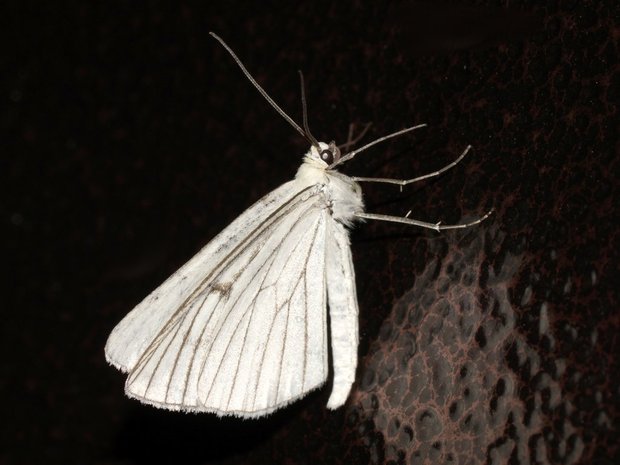 Ночная бабочка Пяденица линейчатая (Siona lineata)