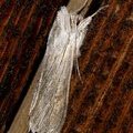 Ночная бабочка Капюшонница серая (Cucullia umbratica)